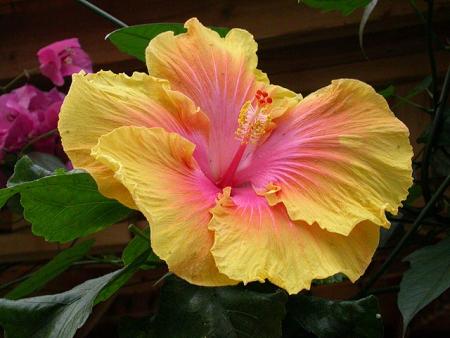 Hibiscus